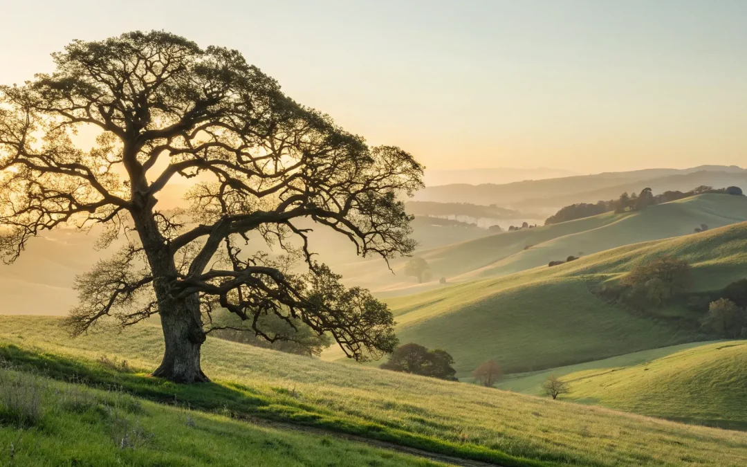 How Long Does Probate Take in Arkansas? A Practical Guide
